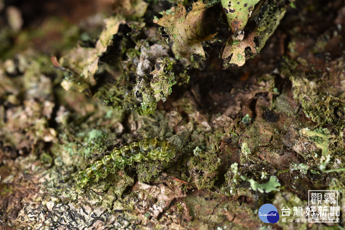 喜愛取食苔蘚的動物，演化出與苔蘚雷同的樣貌，藉以隱蔽在苔蘚叢裡安心取食。（森之形自然教育團隊提供）