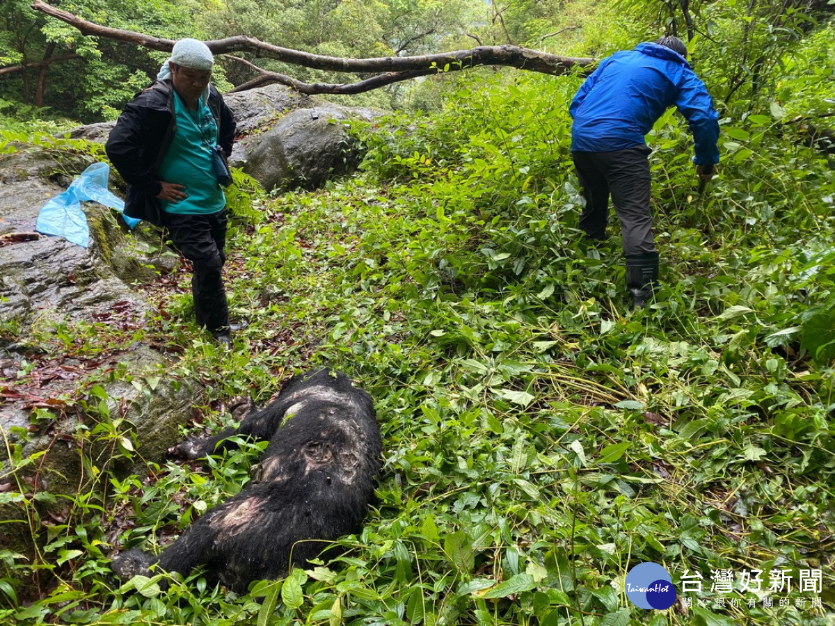 再傳台灣黑熊遭槍殺身亡　玉管處：無法排除夜間盜獵可能性