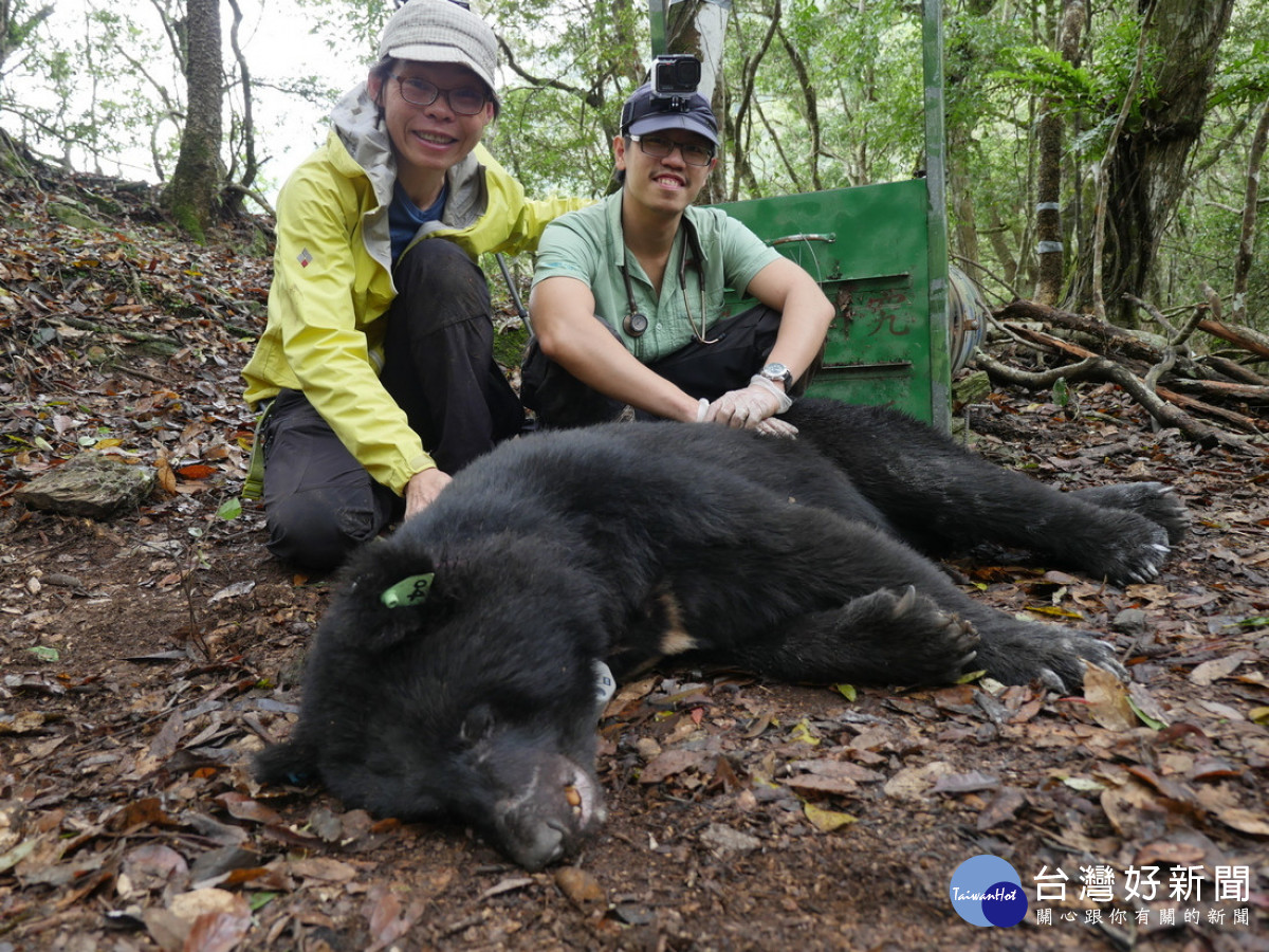 經晶片掃描及耳標確認後,確認死亡黑熊個體為玉管處委託研究於110年4月~9月(頸圈脫落) 間在瓦拉米地區繫放追蹤之公熊個體「YNP_BB03」。(社團法人台灣黑熊保育協會提供)