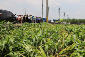 雲林縣28日出現強降雨，造成土庫鎮等10鄉鎮食用玉米出現倒伏災情，縣府農業處啟動四方會勘，將依災損情況函請農業部，呼籲中央啟動天然災害救助，協助農民／翻攝照片