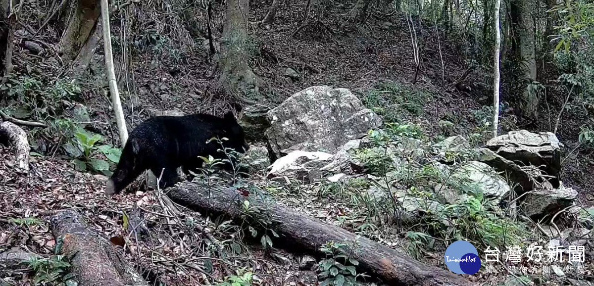 人人守護山林協會巡守路線上，紅外線自動相機捕捉到黑熊身影。