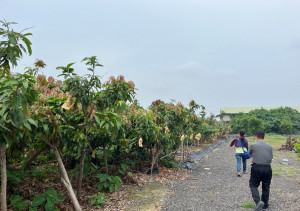 農業部已公告嘉義市為改良種芒果農業天然災害現金救助地區／嘉義市府提供