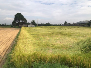 霧峰香米倒伏。林重鎣