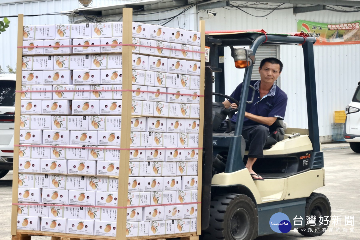 台南芒果外銷新加坡　首批700多箱封裝進櫃