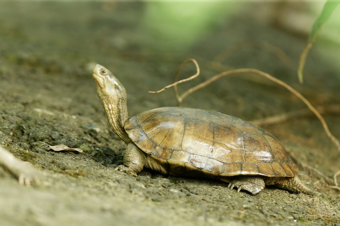 柴棺龜(生物多樣性研究所提供) 