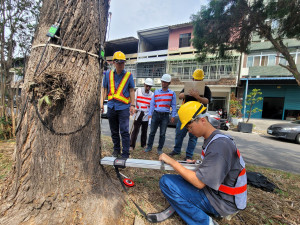 嘉義市府將全面啟動樹木普查工作，建置樹木地理資訊系統及樹木巡查系統／陳致愷翻攝