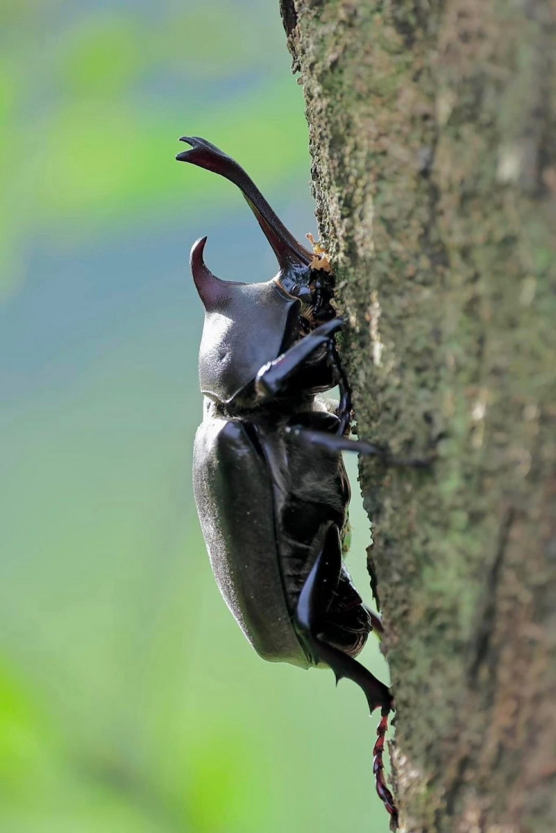南港山水綠生態公園獨角仙現蹤　一窺甲蟲世界的奧秘 台灣好新聞 第2張