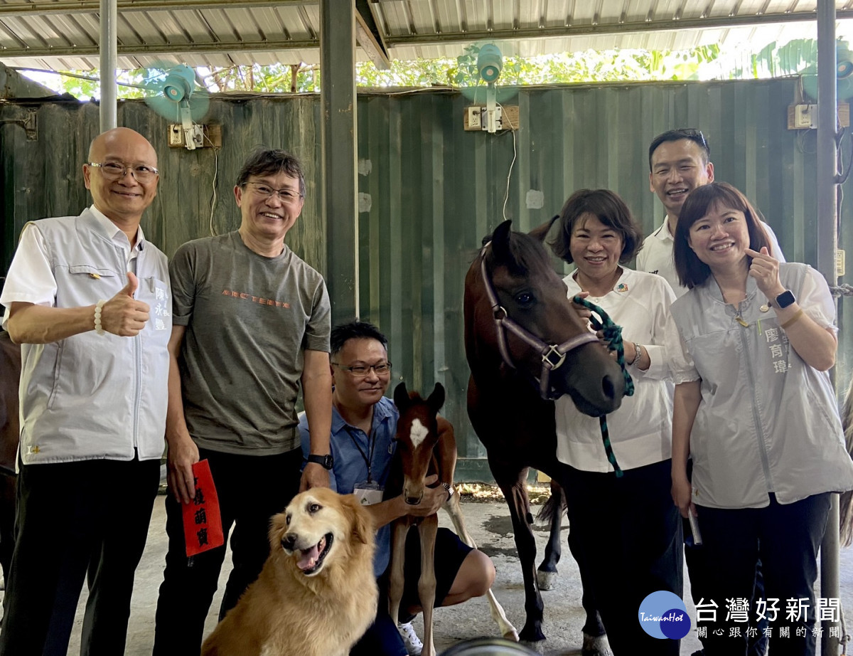 嘉義市長黃敏惠特別前往馬場，為榮譽市馬期待Lulu送上「紅蘿蔔、蘋果及西瓜」作為月子禮，並為新生小馬取名「Brown」／林詩涵攝影