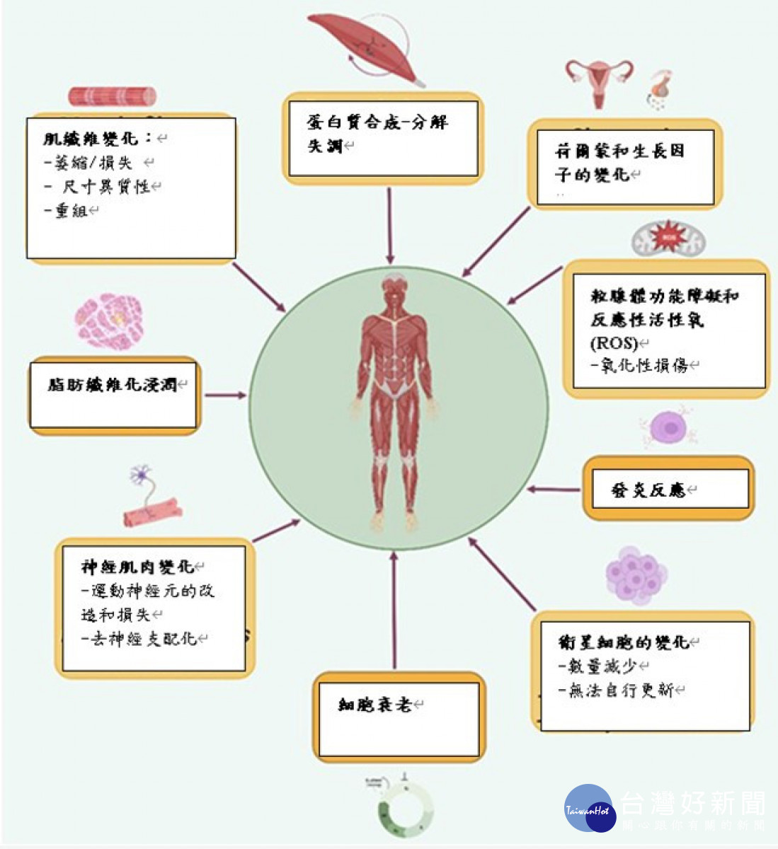 與肌肉減少症發病機制有關的機制。