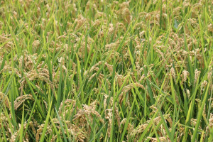 稻米（圖／資料照片，圖源：行政院農業部農糧署）