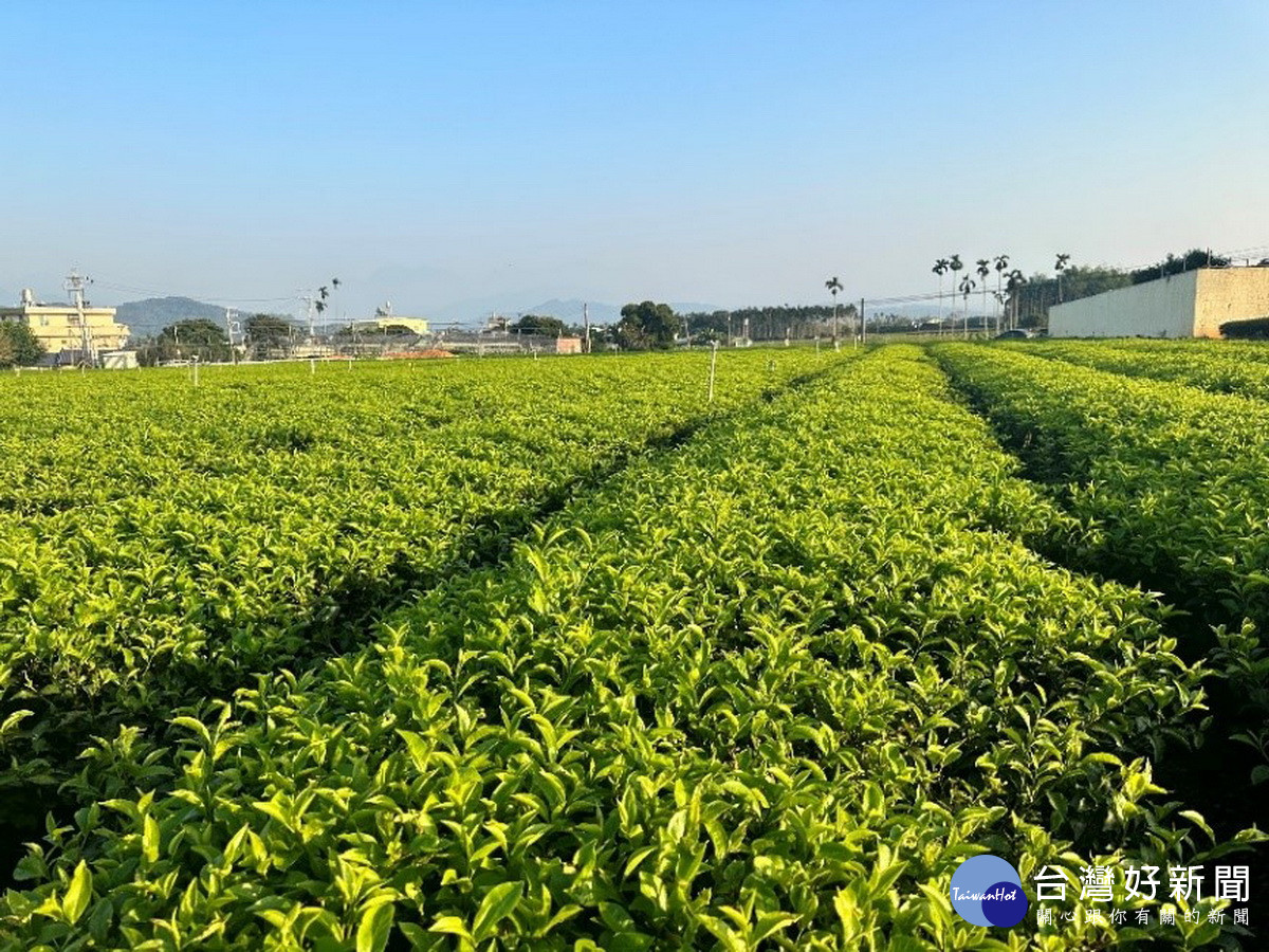 名間鄉是全國最大茶區。（參山風管處提供）