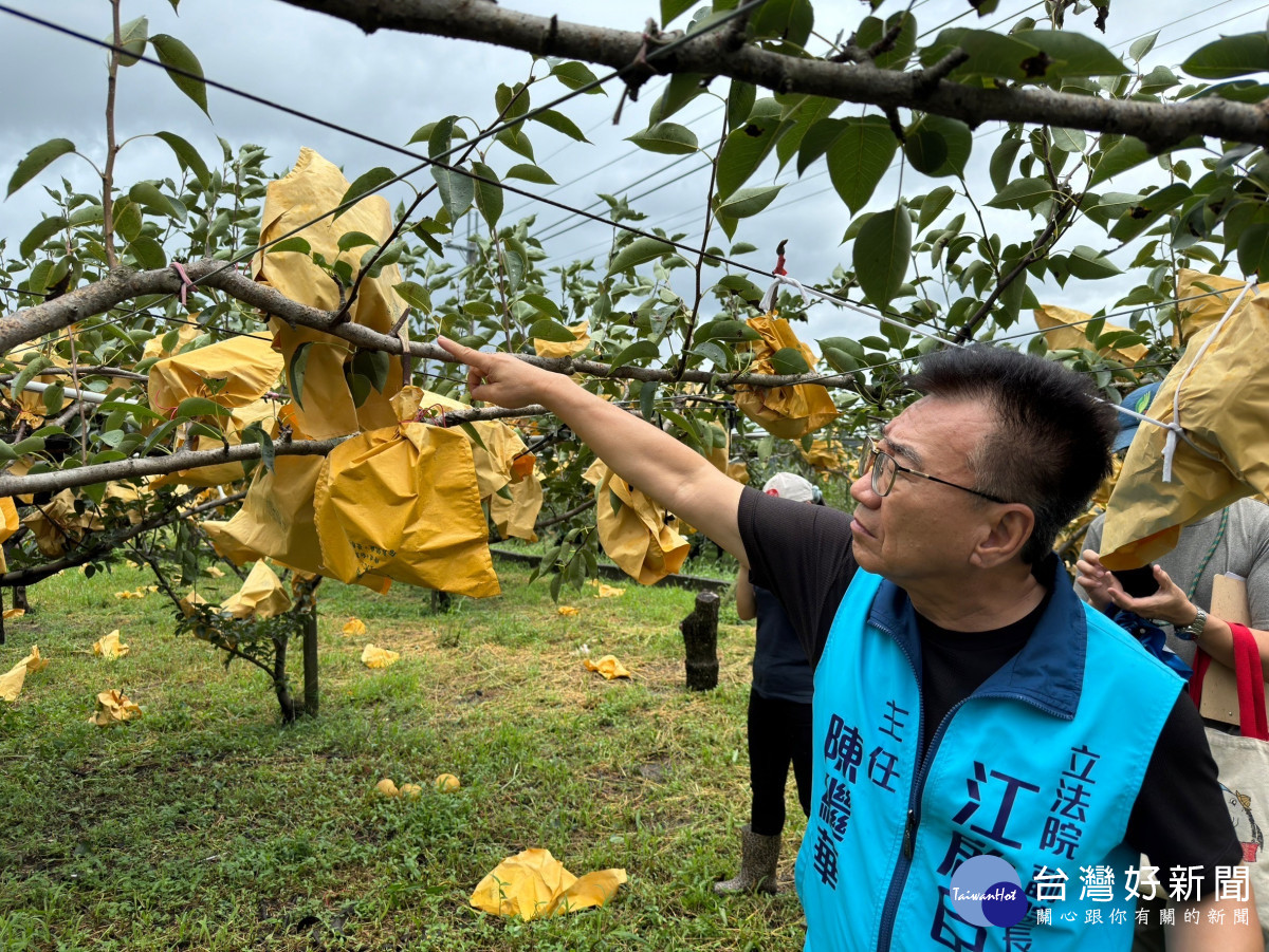 未被吹落的高接梨因風勢搖擺而受損。