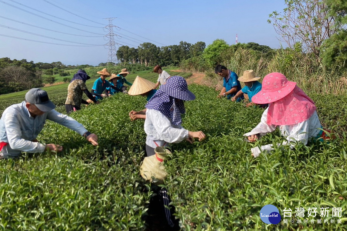 精進紅茶製造技術，增進茶農收益，蘆竹區公所舉辦113年蘆峰紅茶製茶技術競賽。