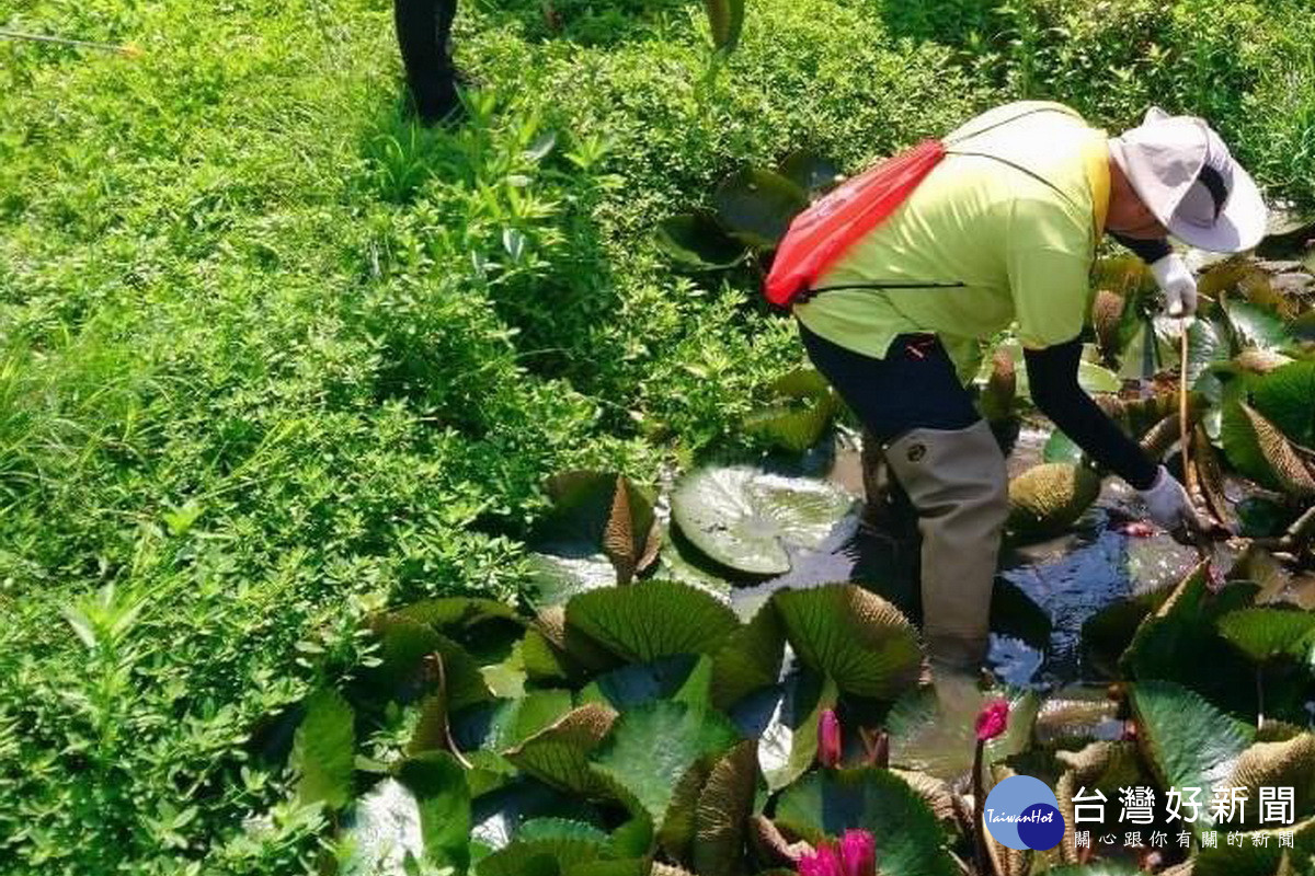 來到觀音蓮花園休閒農業區小旅行採蓮梗入菜。<br />
<br />
