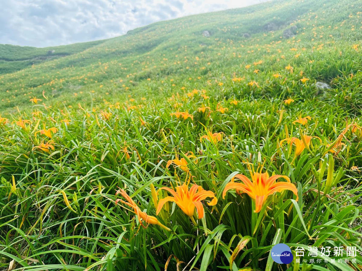 漫遊「天使花毯」璀璨美景　富里鄉六十石山金針花季登場