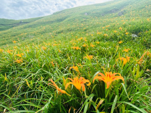 花蓮富里鄉六十石山金針花季已經開始。(圖/記者王丰禾攝)