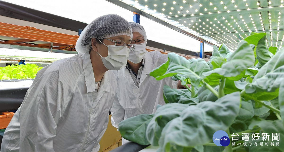 AI助力無毒蔬菜　綠色農金解糧食危機