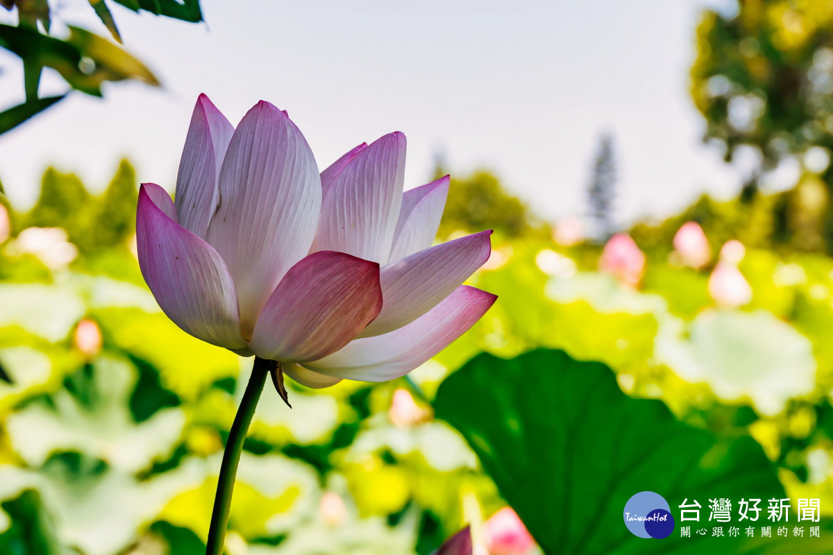 桃園蓮花季觀賞美麗蓮花。