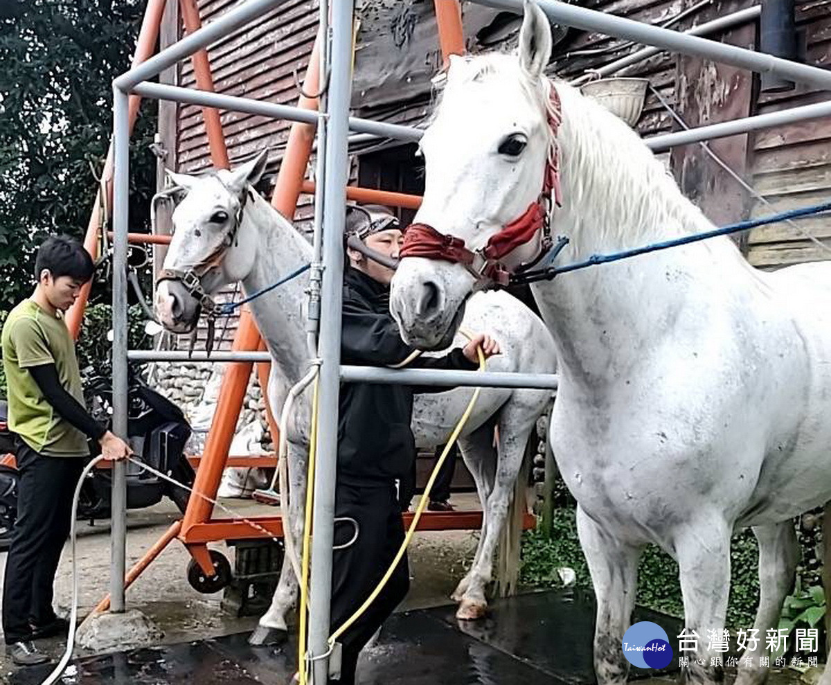 不論洗澡餵飼料等都悉心照顧。（清境農場提供）