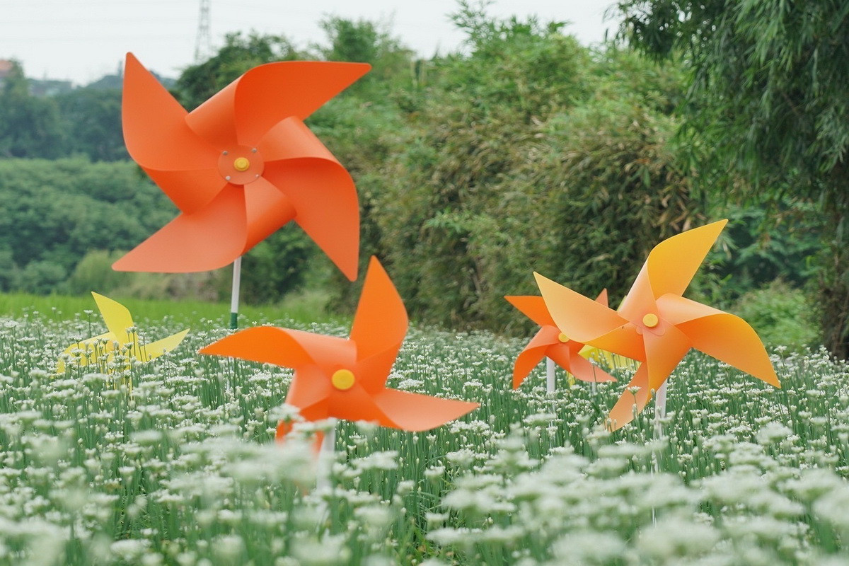 浪漫九月雪，大溪韭菜花季8/31盛大登場。