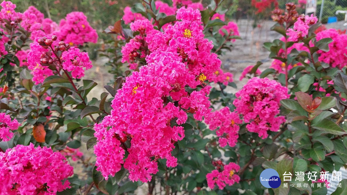 紫薇花盛開已近最後花期　賞花拍照錯過須再等明年