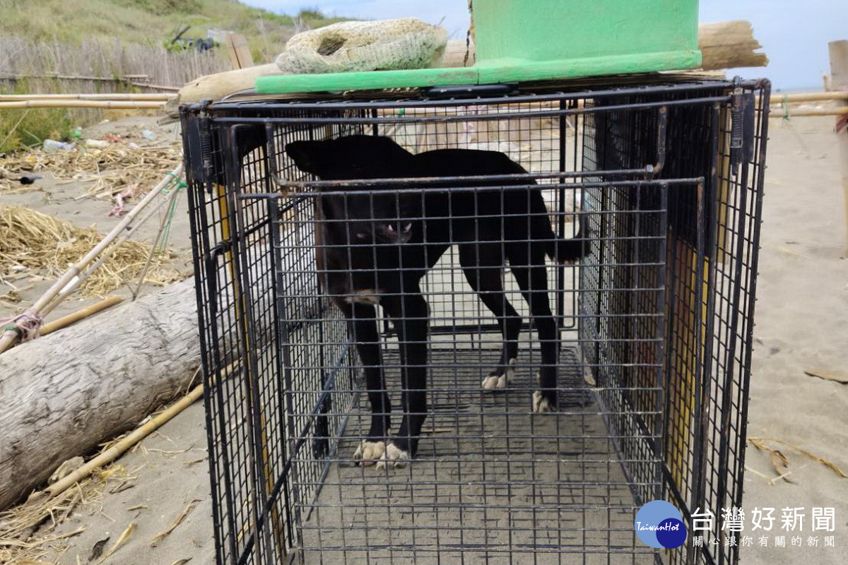 犬誘捕籠捕獲遊蕩犬隻。<br />
