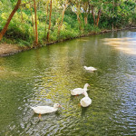 八德埤塘自然生態公園。