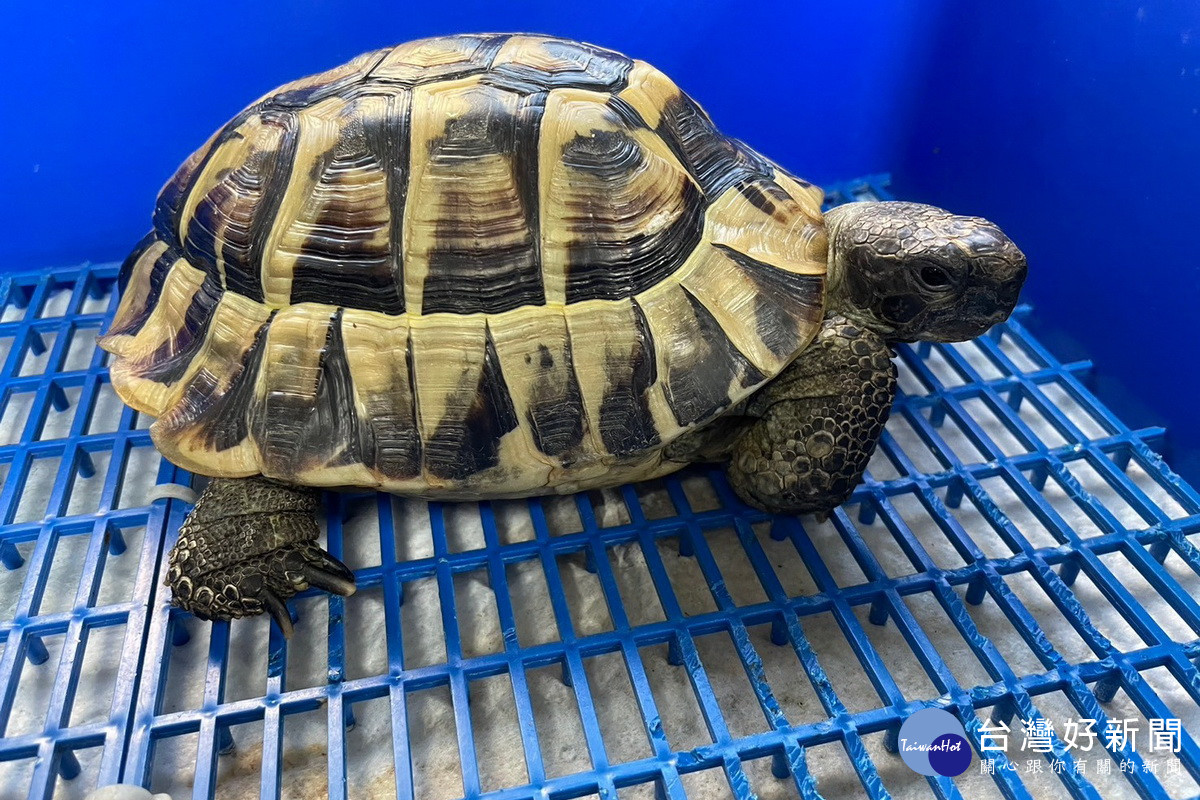 桃園113年度第三季非犬貓特殊寵物認養活動開跑　歡迎民眾踴躍參與認養