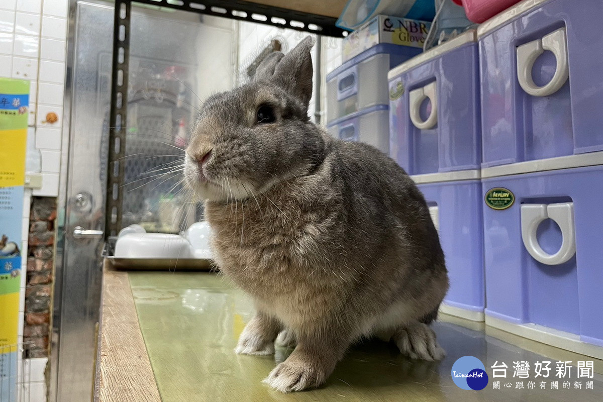 桃園113年度第三季非犬貓特殊寵物認養活動開跑　歡迎民眾踴躍參與認養 台灣好新聞 第3張