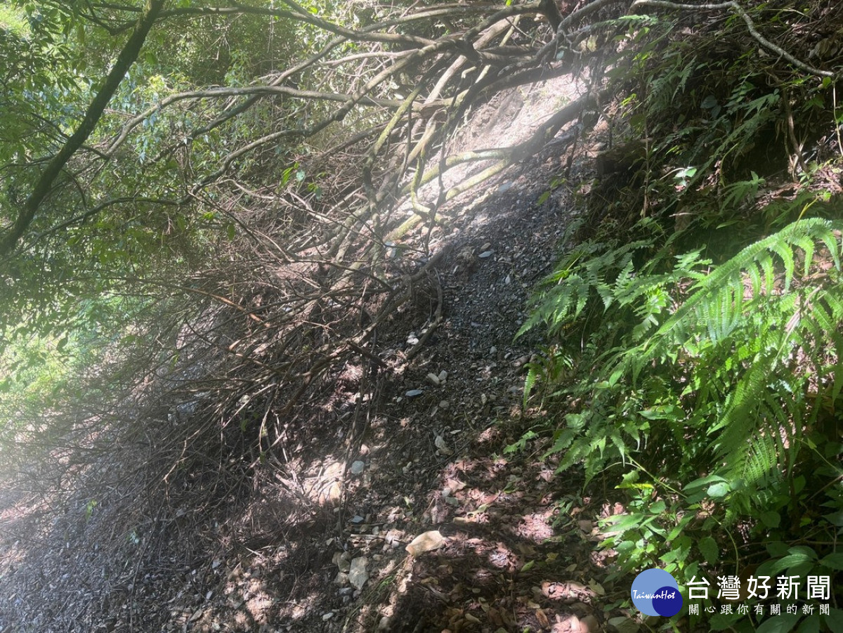 八通關越嶺線西段(東埔至觀高)步道8k倒木及路基下陷。（圖/玉管處提供）