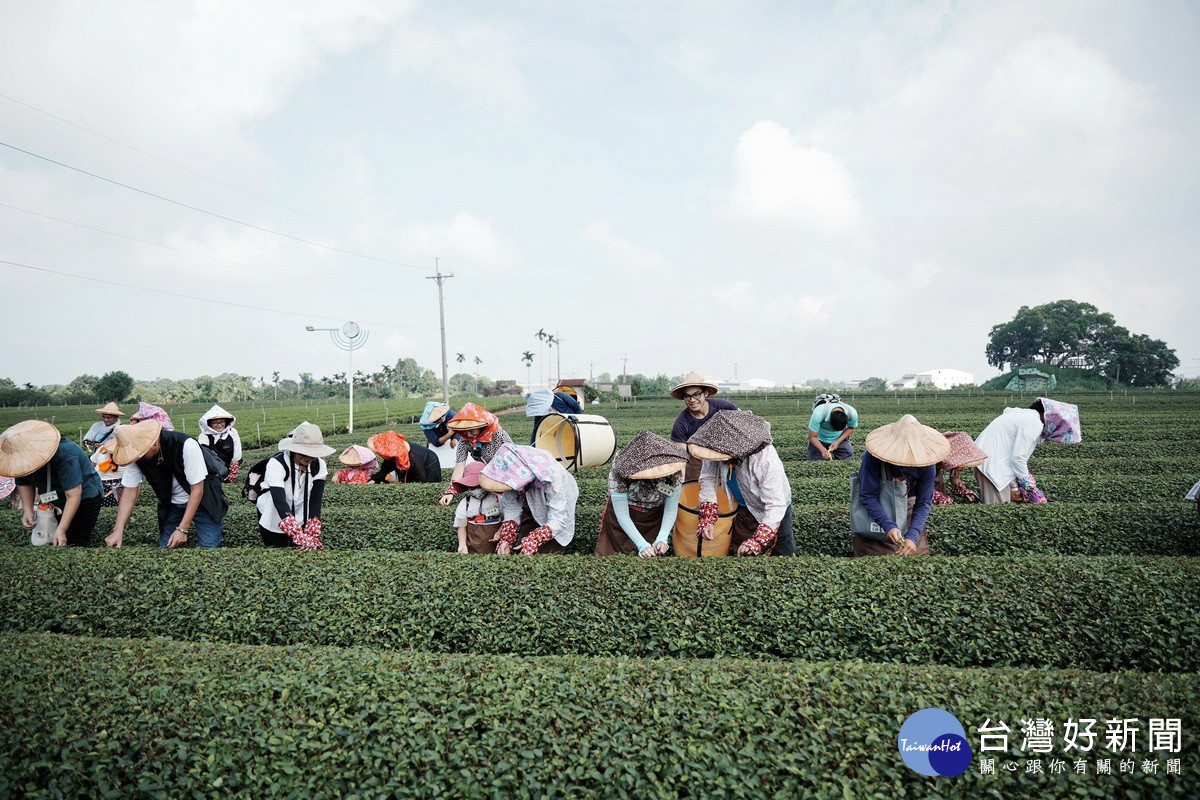 活動舉辦食農教育茶旅赴茶園體驗採茶。（名間鄉公所提供）