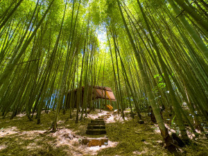 嘉義縣文化觀光局推薦秋天來趟瑞里村兩日遊，在茶香裡慢食、慢語、慢宿、慢旅行／嘉義縣政府提供