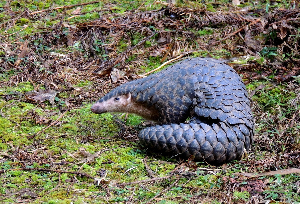 颱風釀道路中斷　杉林溪園區意外成野生動物天堂 台灣好新聞 第2張