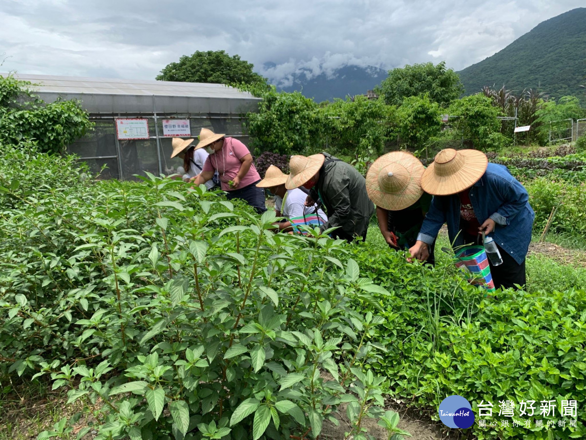 壯世代退而不休　花蓮縣府助力銀髮族再展職涯第二春