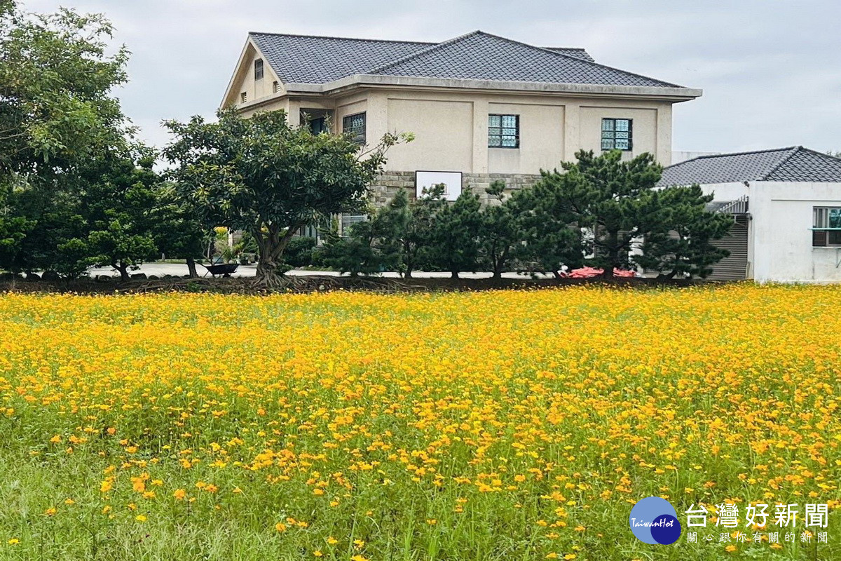 「花現中壢農遊趣-2024中壢花彩節」景色優美。