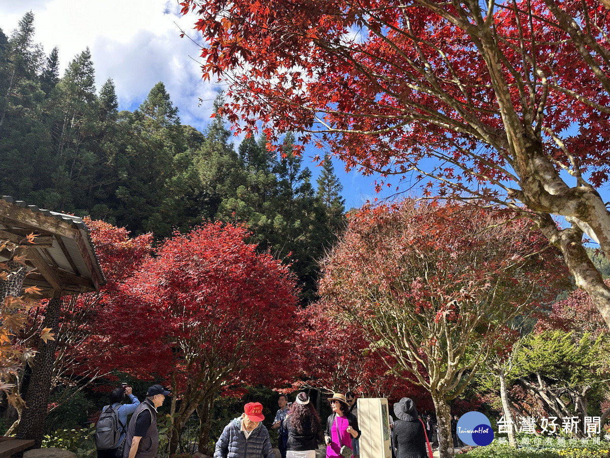 10月下旬至11月上旬是楓紅季節。（記者扶小萍攝）