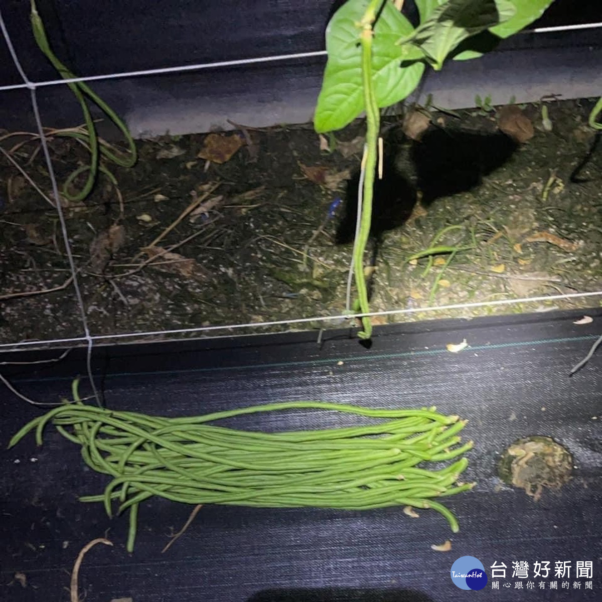 溪州鄉農作你種我採連日遭竊　北斗警循線逮偷菜嫌