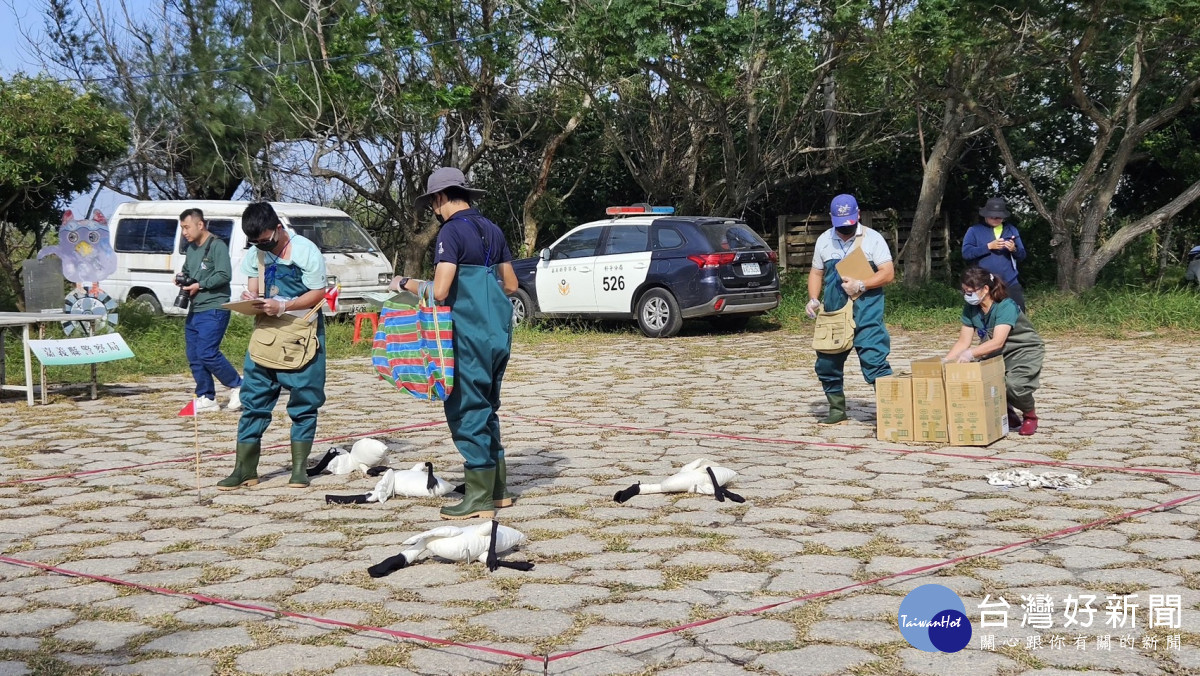 嘉義縣政府昨（23）日於鰲股濕地觀海樓舉辦黑面琵鷺棲地巡護、環境整備及大量傷鳥救援演練／嘉義縣政府提供