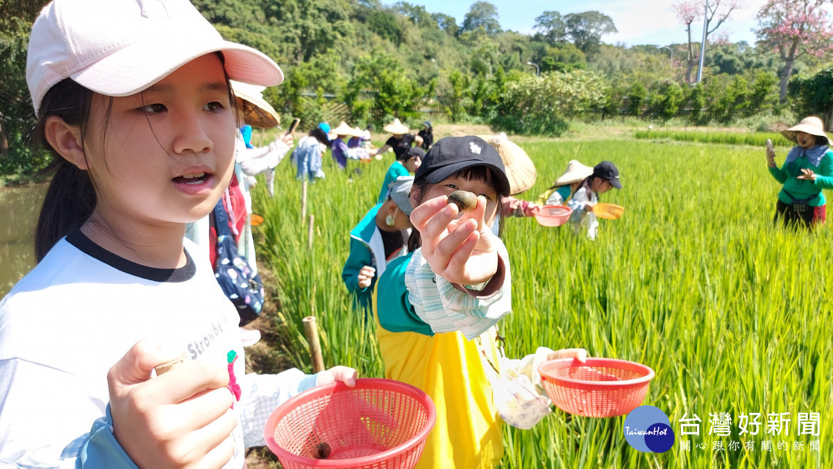 不管稻田裡挲草、抓福壽螺，或在種植蔬菜，都希望學生能獲得真實的經驗。圖／記者鄧富珍翻攝