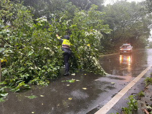 康芮強颱來襲，龍警冒雨鋸樹交管。