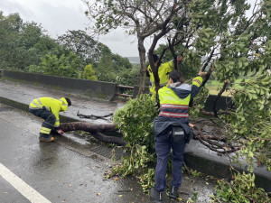 狂風肆虐路樹，楊梅警不畏風雨協助排除。