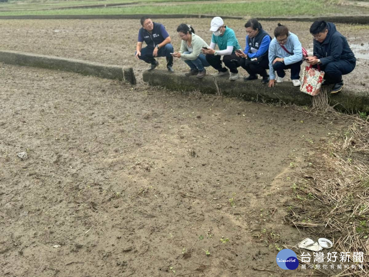 蕎麥苗浸水倒伏。