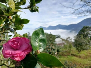 台大實驗林茶花季來囉。（台大實驗林提供）