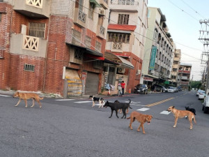 嘉義市隨處可見遊蕩犬隻／郭定緯服務處提供