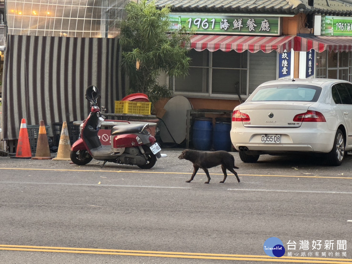 嘉義市隨處可見遊蕩犬隻／郭定緯服務處提供