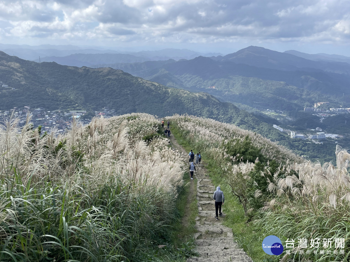 九份秋芒綻放飛舞　浪漫山海景致邀你來探索 台灣好新聞 第3張