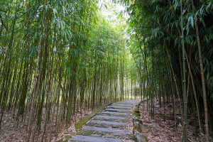 頂湖步道／嘉義縣府提供