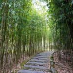 頂湖步道／嘉義縣府提供