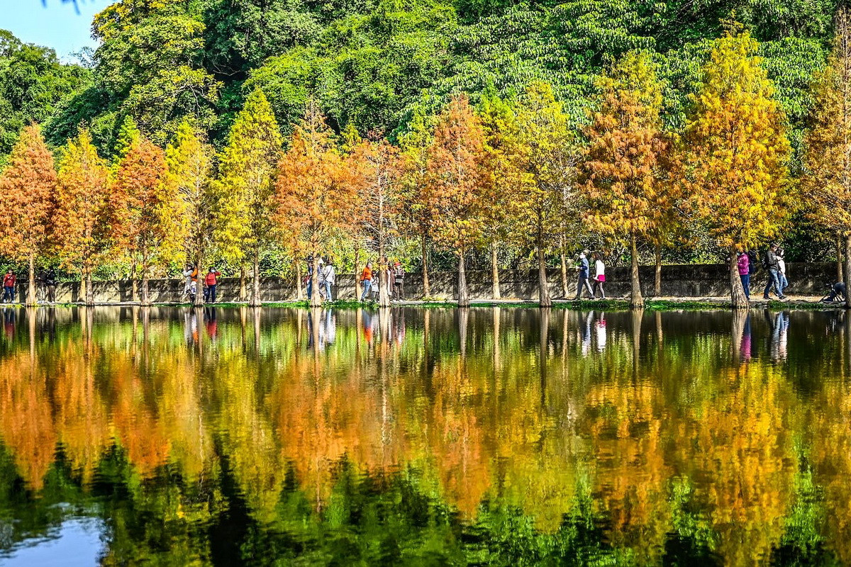 大溪月眉人工濕地落羽松美景。(備註：目前尚未轉紅，僅供示意)<br /><br />
