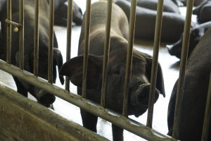 台灣養豬場業者飼養豬隻。（圖／資料照片，圖源：行政院農業部畜牧司）